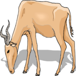 Antelope 18