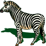 Zebra 10