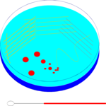 Biology - Petri Dish