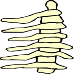 Spine 4