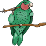 Parrot - Amazon Clip Art