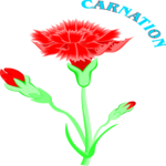 Carnation 9 Clip Art