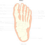 Chart - Foot