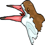 Black Skimmer Clip Art