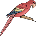 Macaw 1 Clip Art