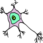 Biology - Neuron