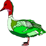 Duck 58 Clip Art