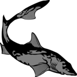 Shark 06 Clip Art