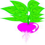 Radish 10 Clip Art