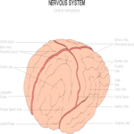 Chart - Brain