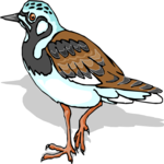 Plover 4 Clip Art