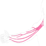 Vasculature - Arm 2