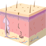 Biology - Skin Section