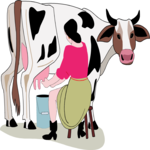 Milking a Cow