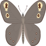 Moth 28 Clip Art
