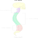 Chart - Spine