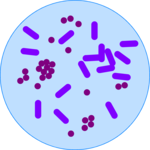 Biology - Bacteria